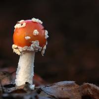 2009 (11) NOVEMBER Fly Agaric 